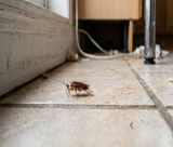 Καταπολέμηση κατσαρίδων | Γιατί οι κατσαρίδες είναι επικίνδυνες για την υγεία σας