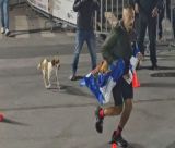 Σπάρταθλον 2026 | Σκυλίτσα από τη Νεστάνη ακολούθησε αθλητή για περίπου 100 χιλιόμετρα! (vd)
