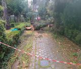 Αυτός είναι ο λόγος που κόβονται δένδρα σε πάρκα της Τρίπολης - "Υπήρχε κίνδυνος να πέσουν και να συμβεί ατύχημα - Η απόφαση είναι του Δασαρχείου"