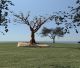 "Το Δέντρο των Ψυχών" για τα θύματα των Τεμπών