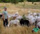 "Από 40 Κοπάδια Μείναμε 5 | Η Τελευταία Γενιά Κτηνοτρόφων στην Ορεινή Αρκαδία" (vd)