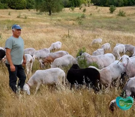 "Από 40 Κοπάδια Μείναμε 5 | Η Τελευταία Γενιά Κτηνοτρόφων στην Ορεινή Αρκαδία" (vd)