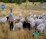 "Από 40 Κοπάδια Μείναμε 5 | Η Τελευταία Γενιά Κτηνοτρόφων στην Ορεινή Αρκαδία" (vd)
