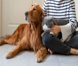 Δήμος Μεγαλόπολης | Ενημέρωση για την διαδικασία αίτησης άδειας αναπαραγωγής δεσποζόμενου ζώου συντροφιάς