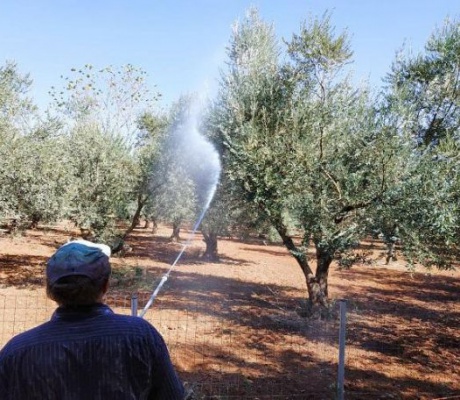 Οι ψεκασμοί δακοκτονίας στην Αρκαδία (13-18.8.2026)