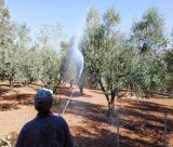 Οι ψεκασμοί δακοκτονίας στην Αρκαδία (13-18.8.2026)